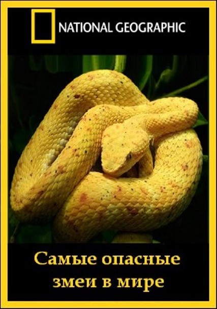 Документальный про змей. Самая опасная змея в мире. Ядовитые животные рассказ.
